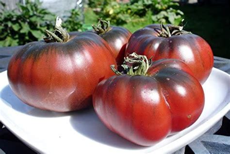 Black Krim Tomato Guide: Growing, Care, and More! - Jardin HQ