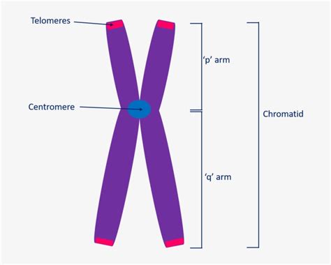 Structure Of A Chromosome Showing Two Identical Chromatids - Slope ...