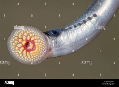 young sea lamprey with his mouth open so that the cylindrically placed teeth are well visible ...