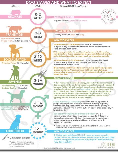 Dog Developmental Stages Infographic — Behave Atlanta LLC Developmental Stages, Behaving, Adult ...