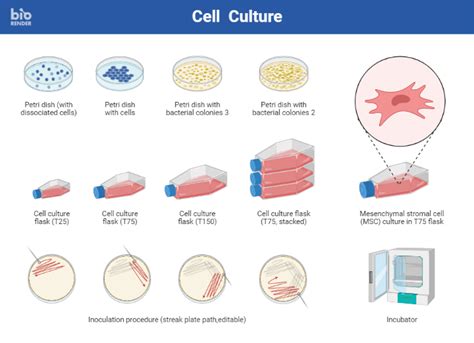 Icon Pack Cell Lysis BioRender Science Templates, 41% OFF