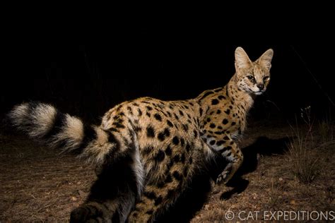 Serval and Caracal Photography Tour | Cat Expeditions | Ethical Wild Cat Photo Tours