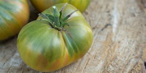 Understanding the Classic Green Tomato | Living Color Garden Center