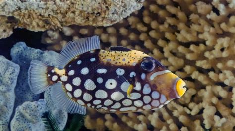 Clown Triggerfish: Exciting, Beginner-Friendly Aquarium Fish