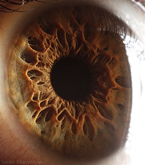 Disturbingly Beautiful Macro Photos of Eyes by Suren Manvelyan | Amusing Planet