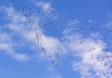 White Stork Fall Migration | Smithsonian Photo Contest | Smithsonian ...