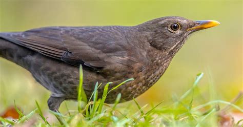 Female Blackbirds: Everything you need to know | Bird Fact