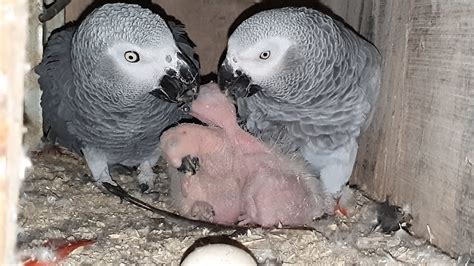 African Grey Parrot Chicks In The Nest Box With Their Parents /Inside The Exotic Bird Breeding ...