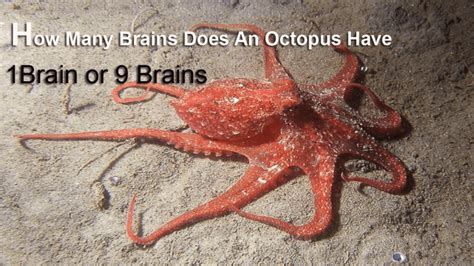 10 Interesting Facts About Octopus - MidGeo