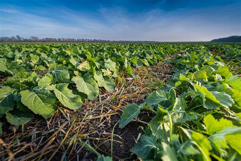 Growing Canola | Learn Canola