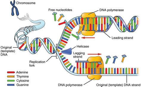 Dna Replication Drawing at PaintingValley.com | Explore collection of ...