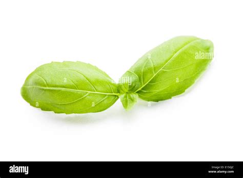 Green basil isolated Stock Photo - Alamy