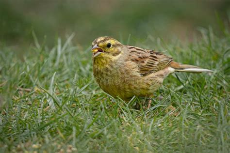 Female Yellowhammer Feeding on Ground Stock Photo - Image of study, ground: 178641258