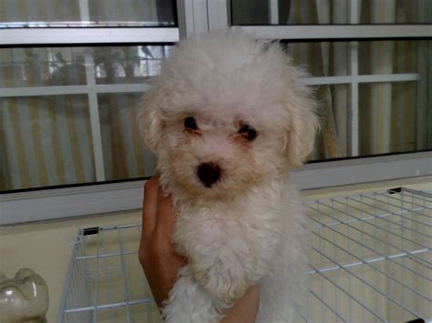 LovelyPuppy: (SOLD) White Male Toy Poodle Puppy