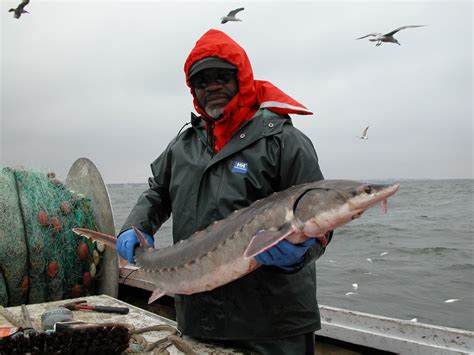 Northeast Coastal and Barrier Network Species Spotlight: Atlantic ...