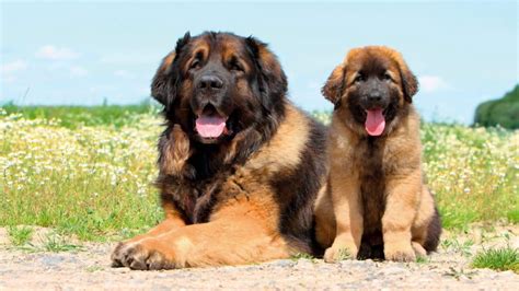 25 Largest Dog Breeds: The World's Biggest Canines