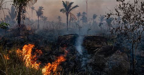 Amazon Deforestation Soars as Pandemic Hobbles Enforcement - The New York Times