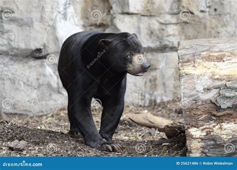 Malayan sun bear stock photo. Image of claws, malasia - 25621486