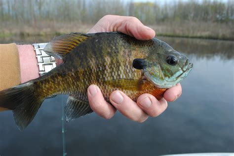 Staying in the Shallows for Michigan Bluegill | OutdoorHub