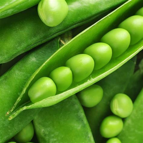 Green Plants | Fresh-Green-Peas-Plant-Close-Up-.jpg | Green peas ...