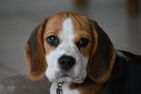 300+ Of The Most Popular Beagle Dog Names - The Dogman