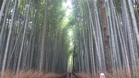 Kyoto Bamboo Forest | Photos can't show justice for this pla… | Ashton ...