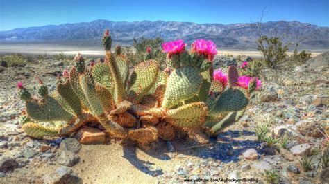 Beavertail Cactus in Bloom - YouTube