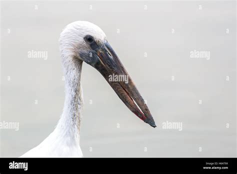 Bird With A Sharp Beak Stock Photos & Bird With A Sharp Beak Stock ...