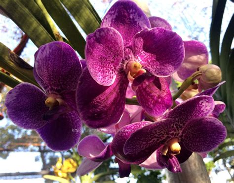 Waling-Waling or Vanda Sanderiana is the ''Queen of Philippine orchids has a very distinctive ...