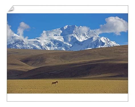 Print of Kiang (Equus kiang) near Mount Shishapangma, Mt Qomolangma National Park, Qinghai Tibet ...