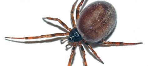 Is the False Widow Spider Really a Danger to the UK? - Home Guidance