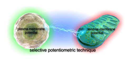 The Absolute Mitochondrial Membrane Potential Assay