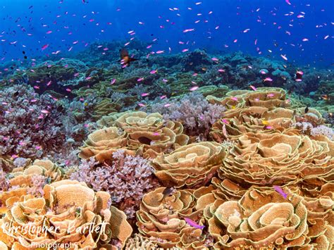 Three days of diving at Tufi Resort - Best of Papua New Guinea