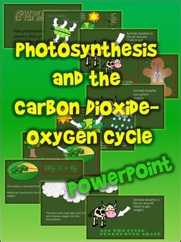 Photosynthesis and the Carbon Dioxide - Oxygen Cycle | TPT