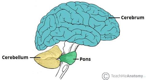 Pictures Of Cerebellum