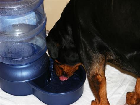 Why Is My Dog So Thirsty? What Causes Increased Drinking in Dogs ...