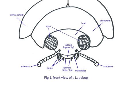 How Many Legs Does a Ladybug Have - the Anatomy of a Ladybug