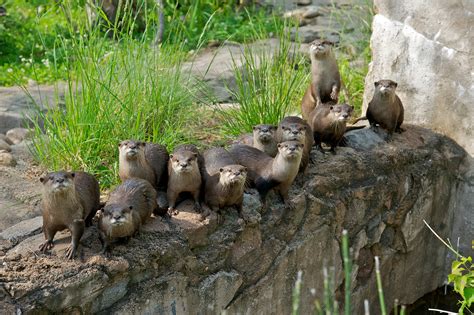 Asian small-clawed otters (Amblonyx cinereus) | Smithsonian Institution