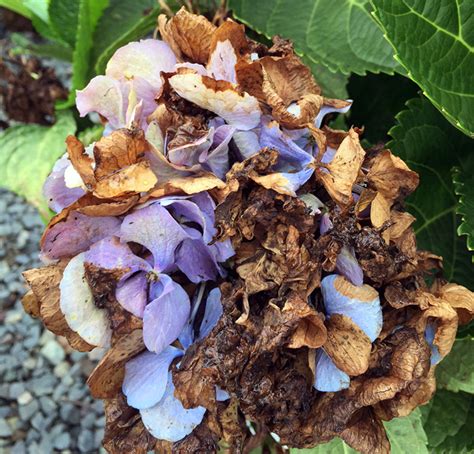 Hydrangea Flowers Turning Brown - Hyannis Country Garden