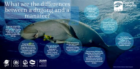 New infographics explain differences between (1) dugongs and manatees ...