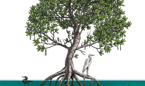 Mangroves may be one of nature's best defenses against a changing climate | Magazine Articles | WWF