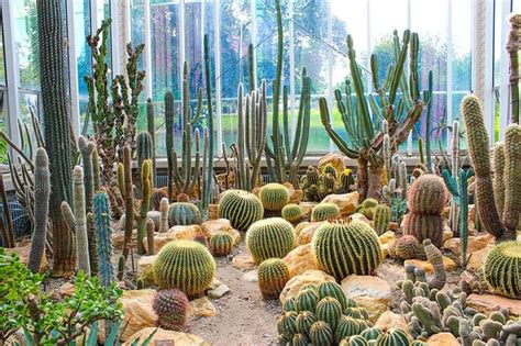 25 Beautiful Cactus Garden Ideas | Trees.com