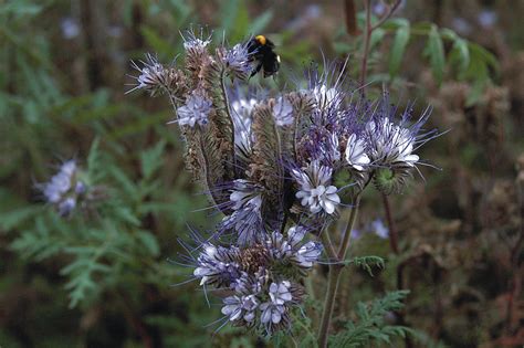 Phacelia Tanacetifolia – Kings Seeds Direct