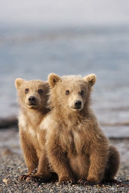 Kodiak bear spring cubs, Hallo Bay, Alaska | Flickr - Photo Sharing!