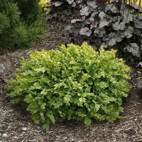 Spring Hill Nurseries Green Velvet Boxwood 18-in Foundation/Hedge Shrub ...