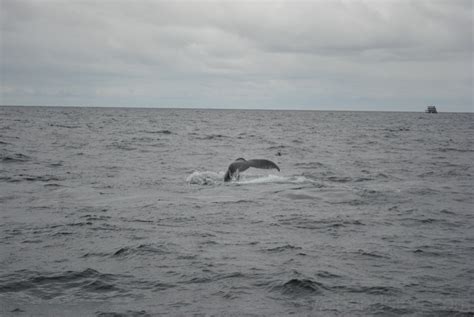 Whale watching in Provincetown | Oleksiy Deverishchev