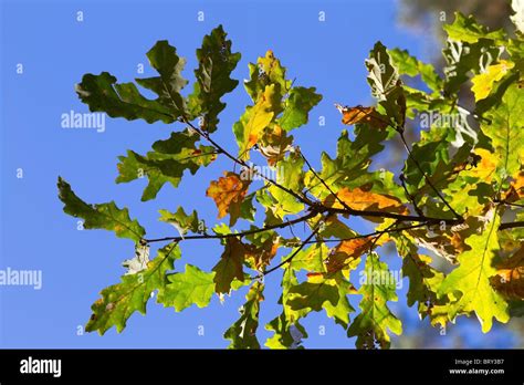 autumn oak leaf Stock Photo - Alamy