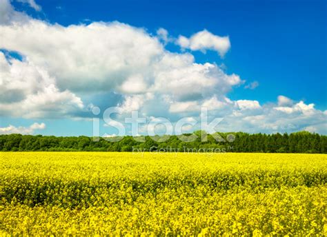 Flowering Canola Field Stock Photo | Royalty-Free | FreeImages