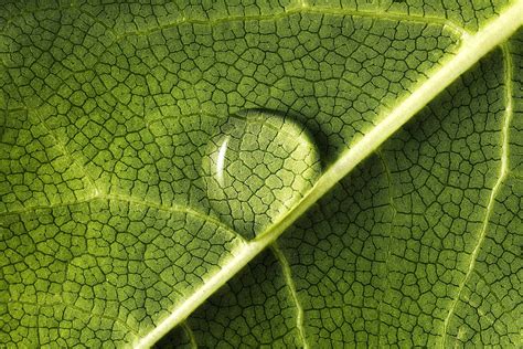 Water Drop on Leaf: What to Do If Your Plant Forms Droplets