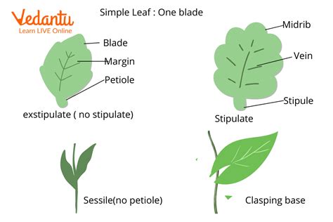 Difference Between Palmate and Pinnate Compound Leaves | Learn Important Terms and Concepts